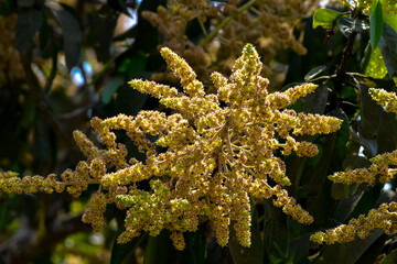 Mango flower on a tree. A branch of inflorescence mango flowers in nature.
