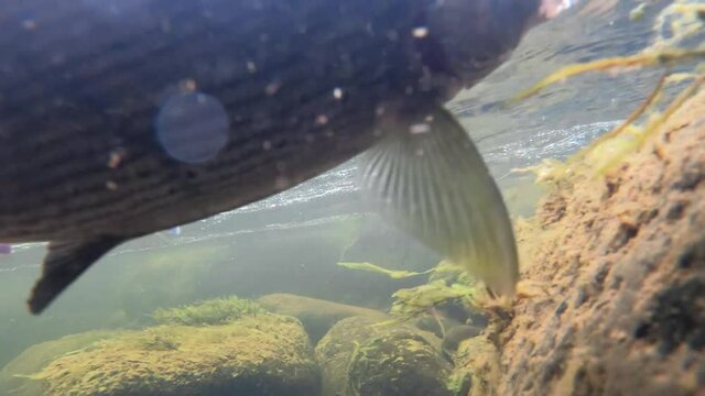 A large grayling pecked on a fishing hook, the video was shot underwater