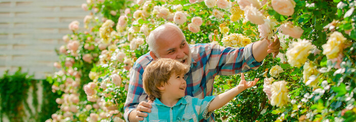Senior man with grandson gardening in garden. Little boy and father over roses background....