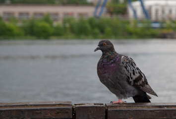 The dove sits on the railing. City bird. The blue-winged pigeon looks into the distance. Feathered bird illuminated by the sun. A gray dove is resting on a perch.