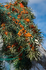 Naklejka na ściany i meble Ripe sea buckthorn on the branches. A branch of orange sea buckthorn berries.