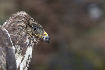 Fine art portrait of common buzzard (Buteo buteo)