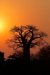 Schilderijen op glas Sunset with a silhouetted baobab tree, Kruger National Park, South Africa. © EcoView