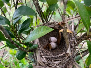 伊豆大島 鳥の巣 富士箱根伊豆国立公園 伊豆諸島 東京