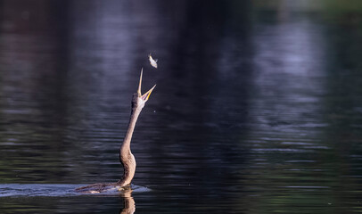 Oriental Darter or Indian snake bird (Anhinga melanogaster) catching fish at the water body.