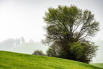 Obraz premium Grüner Baum in einer hügligen Landschaft im Nebel im Allgäu
