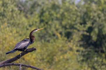 Oriental Darter or Indian snake bird (Anhinga melanogaster) in the forest.