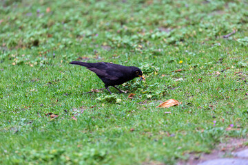 Blackbird walking in a garden