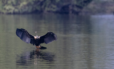 Oriental Darter or Indian snake bird (Anhinga melanogaster) flying over water body.