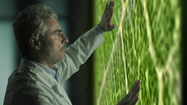 scientist botanist studying photosynthesis of plant in laboratory on wide monitor,biologist touch screen to zoom in into leaf cells