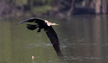 Oriental Darter or Indian snake bird (Anhinga melanogaster) flying over water body.