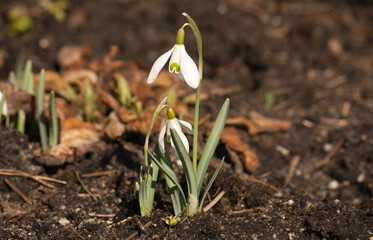 common snowdrop in the morning sun