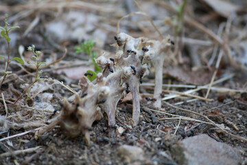 Ants eating from a bone