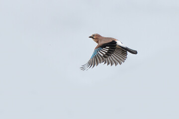 a jay in fly