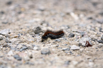 caterpillar crossing (front/side)