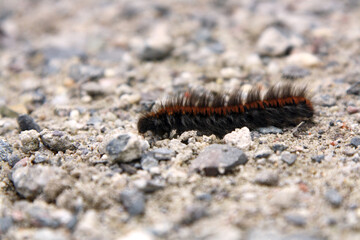 caterpillar crossing (side)