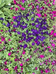 pink flowers background