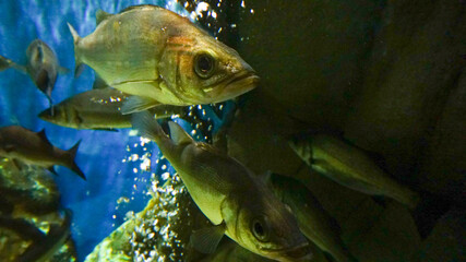 島根の水族館で撮影した水槽の魚 © 4ChaN