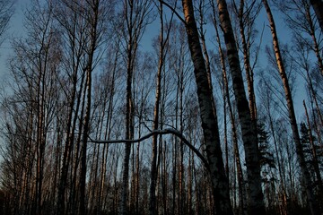 Fototapeta premium trees in the forest