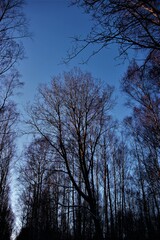 trees and sky