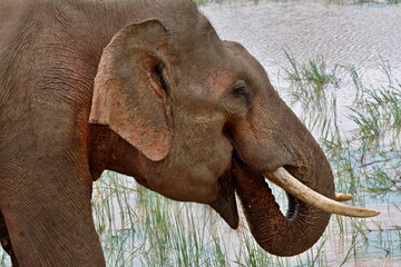 Sri Lanka elephant /Elephas maximus/. Asia.