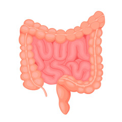Anatomy of the small and large intestine. Internal human organ, digestive tract. Vector illustration isolated on white background.