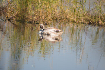 Young swan cleaning its feathers closeup view with reed and reflections on background
