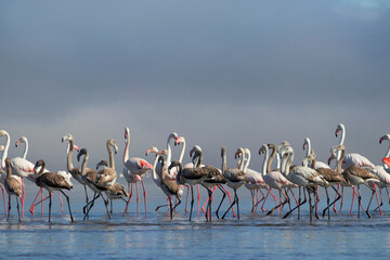African birds.  Flock of pink african flamingos  walking around the blue lagoon on the background of bright sky on a sunny day.