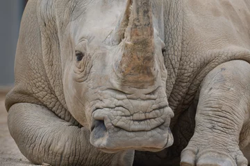 Gardinen Nashorn Rhino   © kévin