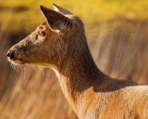 White tailed deer close up portrait