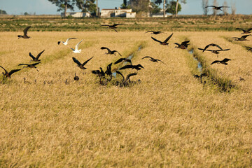 flock of birds flying over crop fields. common morito (Plegadis falcinellus). delta del ebro, Tarragona