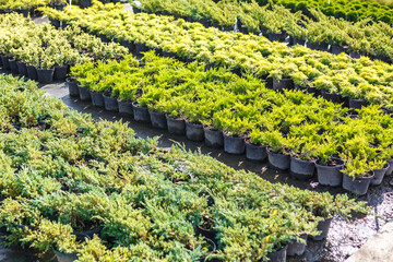Fototapeta premium rows of young conifers in greenhouse with a lot of plants on plantation