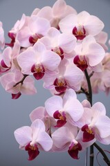 Naklejka na ściany i meble Pink Orchid Flowers in Full Bloom