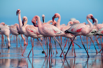 Close up of beautiful African flamingos that are standing in still water with reflection.
