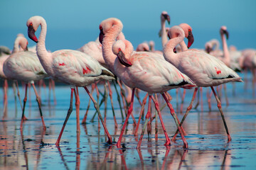 Close up of beautiful African flamingos that are standing in still water with reflection.