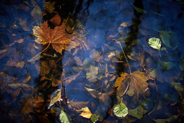 Autumn leaves under water. Reflection of autumn.