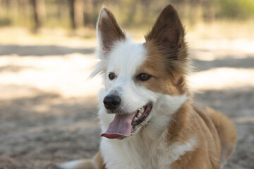 The most beautiful dog in the world. Smiling charming adorable sable brown and white border collie , outdoor portrait  with pine forest background. Considered the most intelligent dog. 