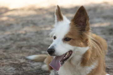 The most beautiful dog in the world. Smiling charming adorable sable brown and white border collie...