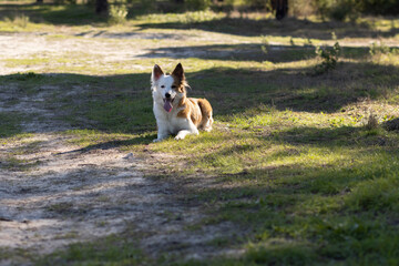 The most beautiful dog in the world. Smiling charming adorable sable brown and white border collie...