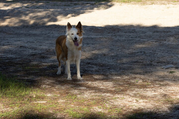 The most beautiful dog in the world. Smiling charming adorable sable brown and white border collie , outdoor portrait  with pine forest background. Considered the most intelligent dog. 