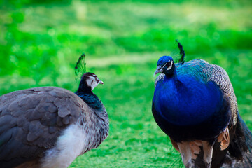 Wild african animal. Two cute peacocks; male and female, looking at each other lovingly on a blur background.