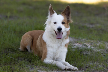The most beautiful dog in the world. Smiling charming adorable sable brown and white border collie , outdoor portrait  with pine forest background. Considered the most intelligent dog. 
