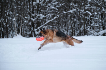 Fototapeta na wymiar Sports with dog outside. Flying saucer toy. Agile and energetic. Black red German Shepherd runs quickly through snow against background of winter forest and holds orange disk in teeth.