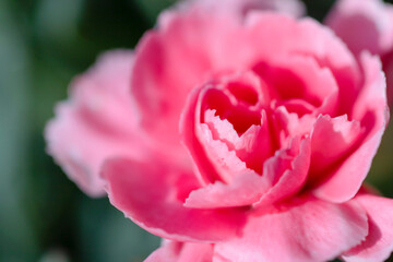 Close up of pink carnation flower