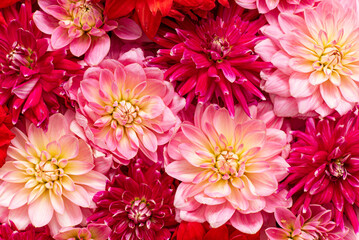  pink and red fresh dahlia, top view