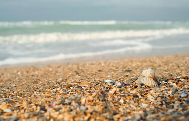 Sea shells on the beach. Summer rest. Photo of seashells on the beach with a turquoise sea in the background and free space for your decoration or text. Selective focus.
