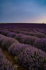Field with lavender. Summer, sunset, hail, harvest, nature, aroma, purple.
