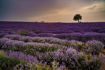 Obraz na płótnie Canvas Field with lavender. Summer, sunset, hail, harvest, nature, aroma, purple.