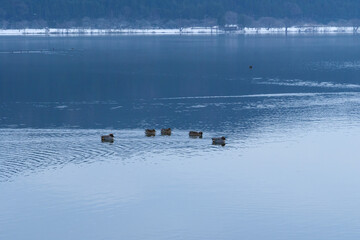 Waterfowl swimming in a cold lake in the middle of winter.