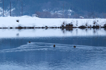 Waterfowl swimming in a cold lake in the middle of winter.